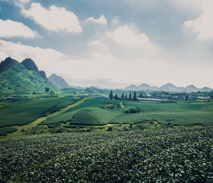 vu-viet-anh-LTyS89HMCCc-unsplash vu-viet-anh-LTyS89HMCCc-unsplash